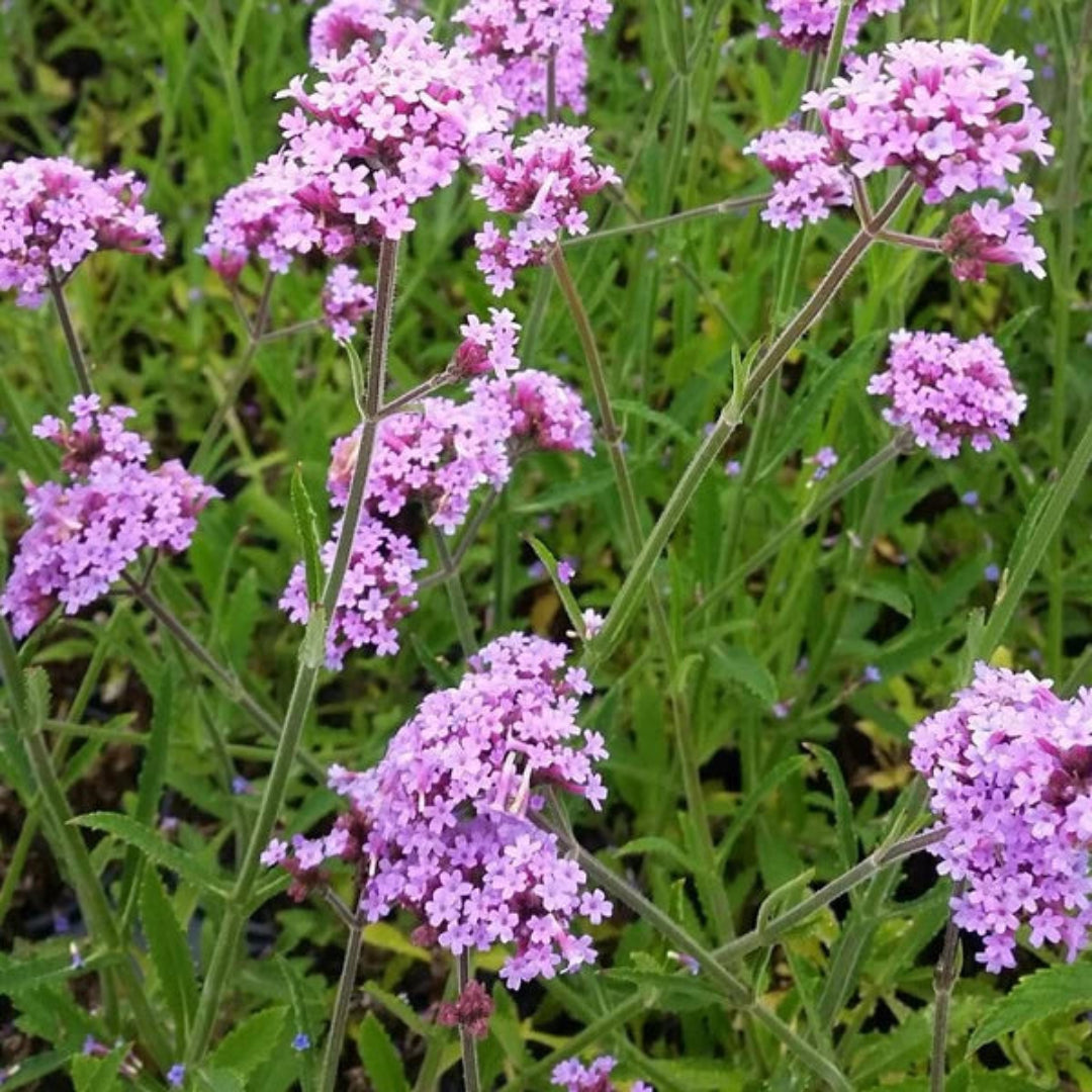 Verbena bonariensis &