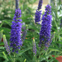 Veronica Moody Blues Sky Blue Speedwell - [EG]