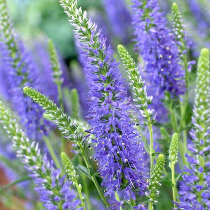 Veronica Moody Blues Sky Blue Speedwell - [EG]