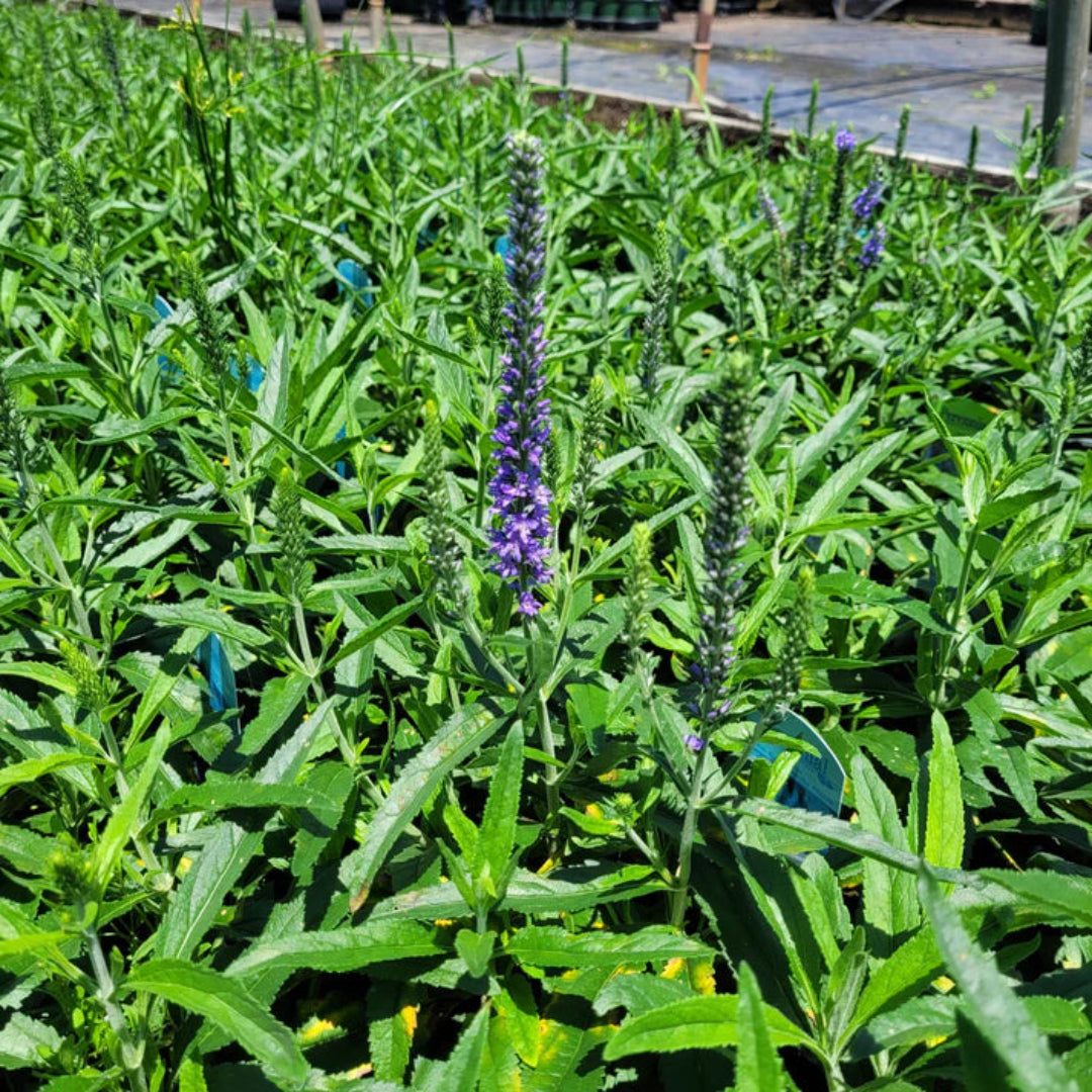 Veronica Moody Blues Sky Blue Speedwell - [EG]