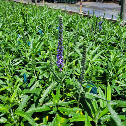 Veronica Moody Blues Sky Blue Speedwell - [EG]