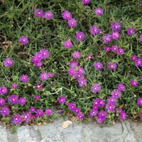 Purple Iceplant Hanging Basket