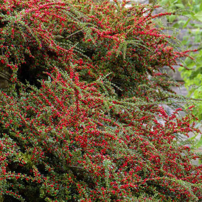 Cotoneaster Repandens