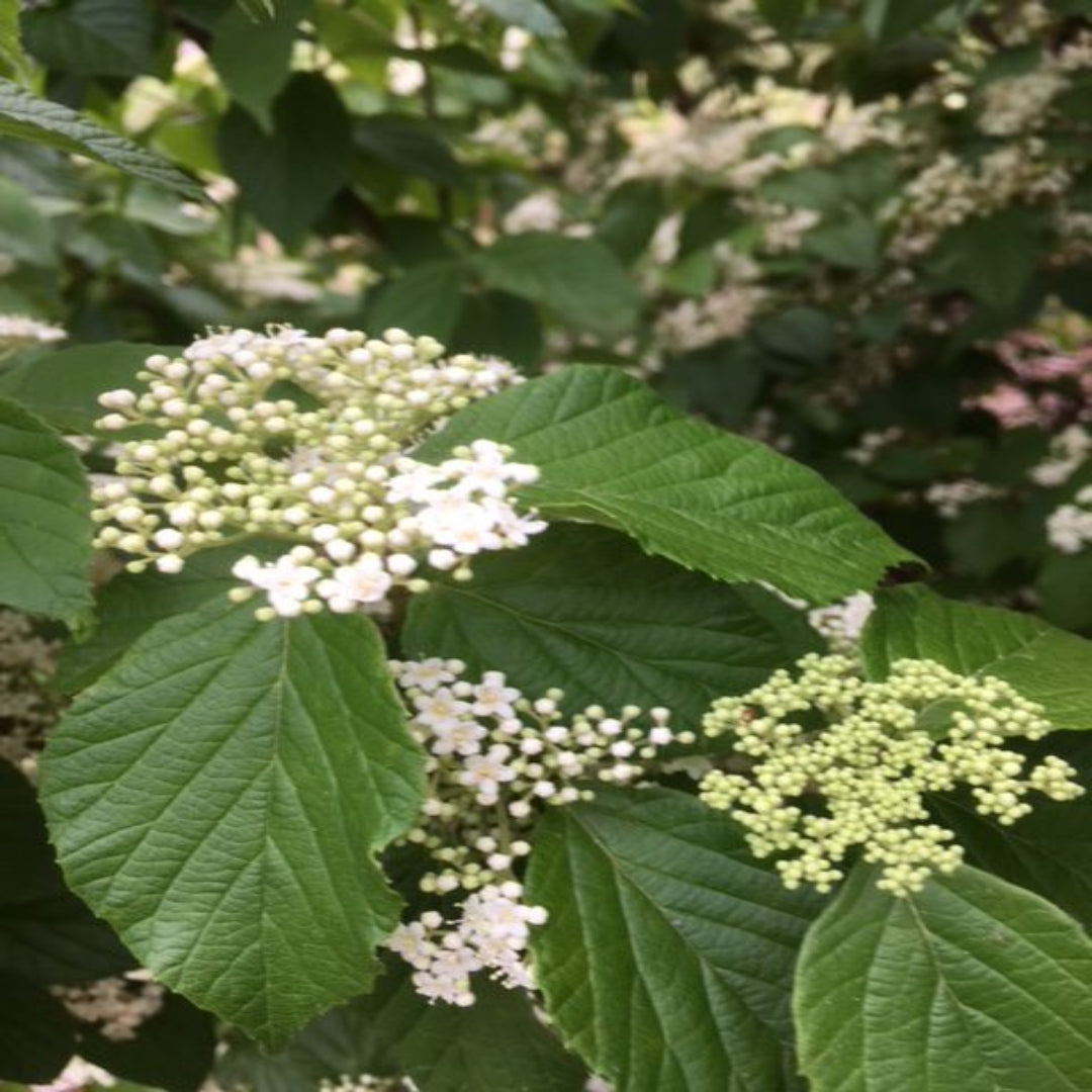 Viburnum luzonicum Shrub
