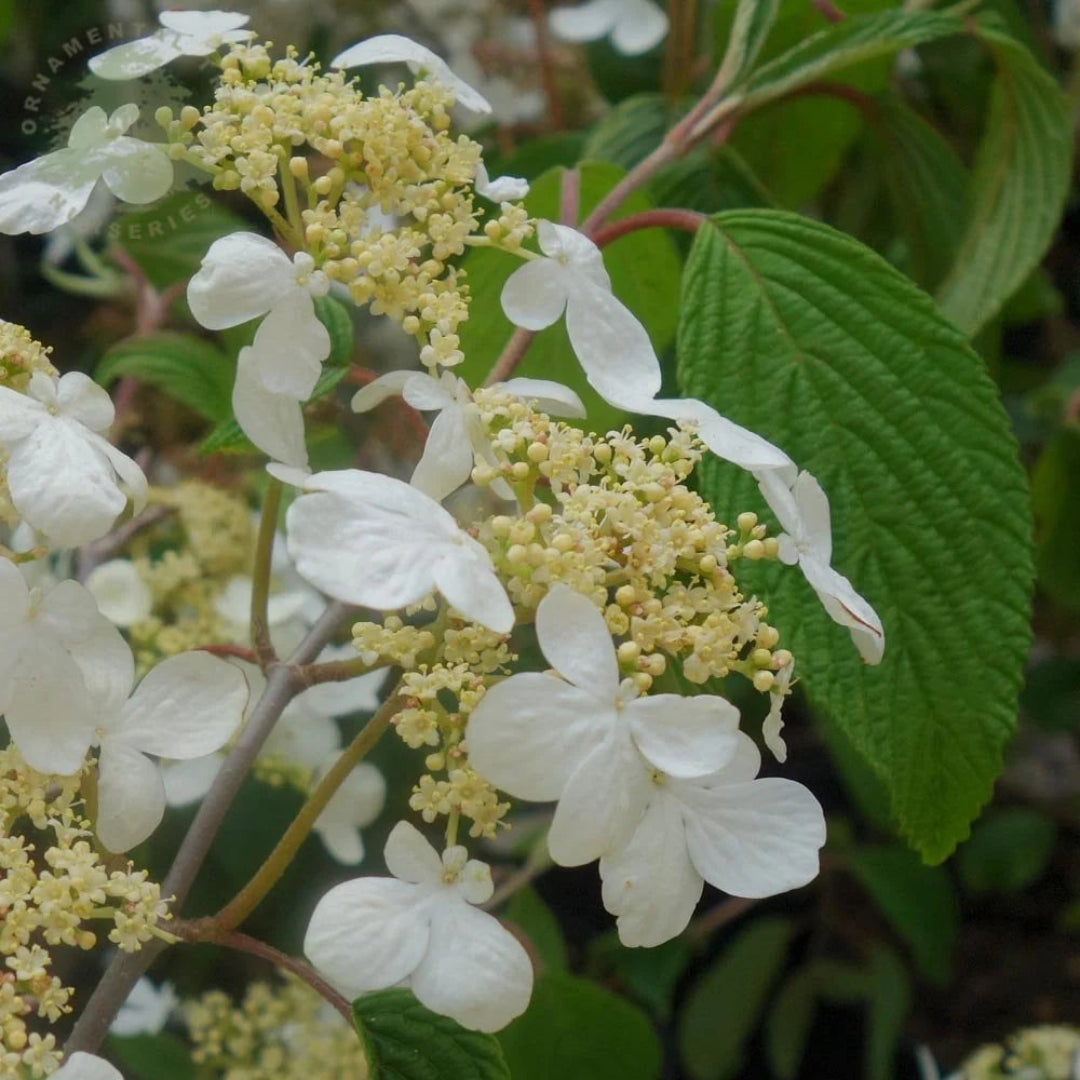 Mariesii Viburnum Shrub