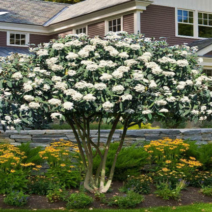 Shakaz Viburnum Shrub