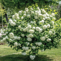 Viburnum Plicatum Mary Milton
