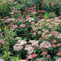 Spring Bouquet Viburnum Shrub Displaying Dense White Flower Clusters