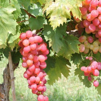 Red grape vine fruit cluster