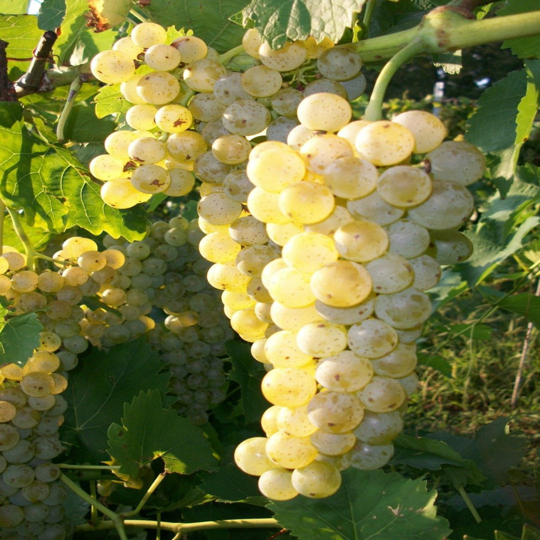 Vidal Blanc Grape