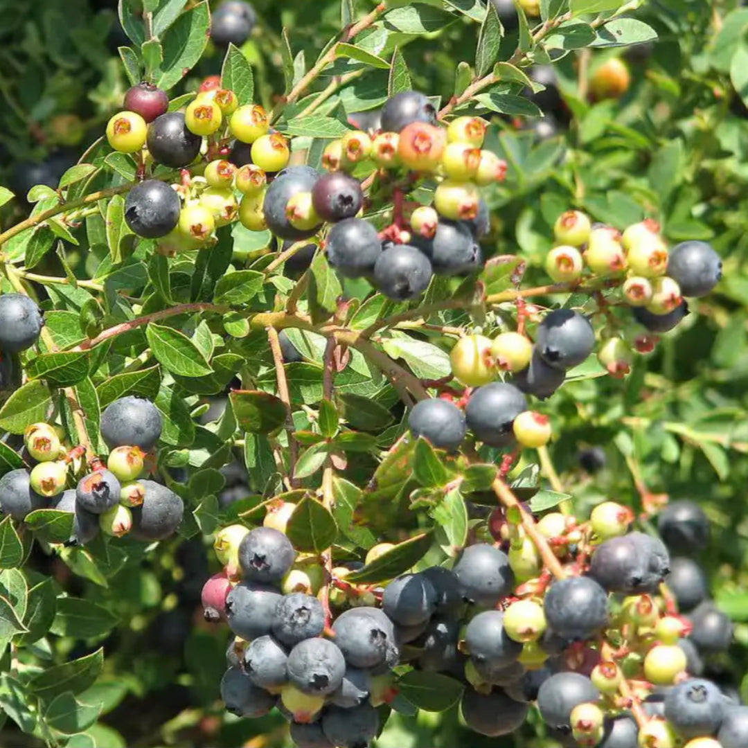 Cutie Pie Dwarf Blueberry Bush