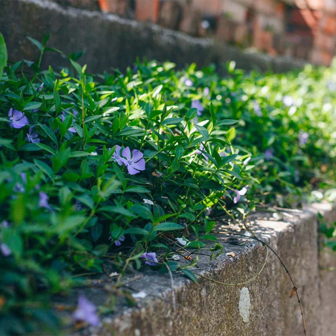 Vinca minor ‘Illumination’ (Lesser Periwinkle) (10)ct Flat  of 4" pot