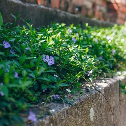 Vinca Minor Illumination 10 count flat of 4&quot; pots