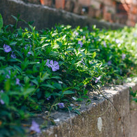 Vinca minor ‘Illumination’ (Lesser Periwinkle) (10)ct Flat  of 4" pot