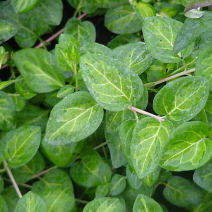 Vinca major &