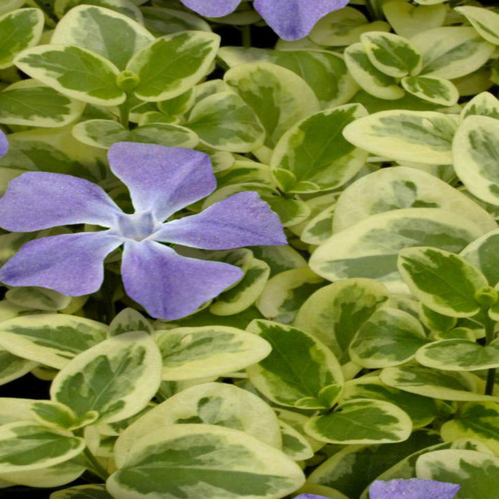 Vinca major &