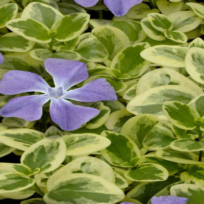 Vinca major &
