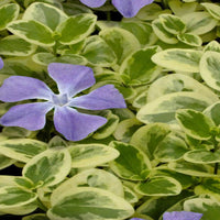 Vinca major 'Maculata' - 4"R - [EG]