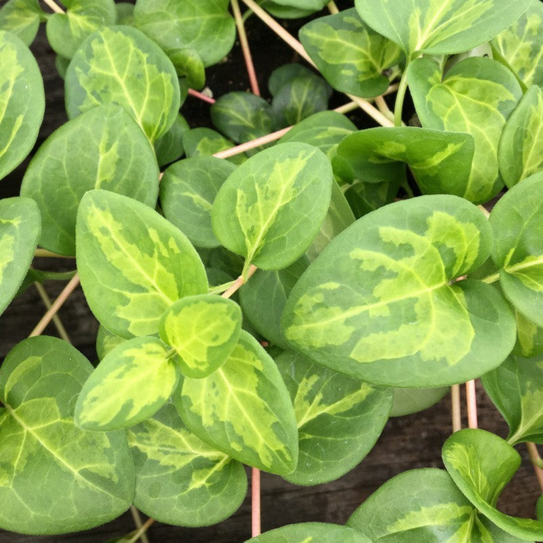 Vinca major &