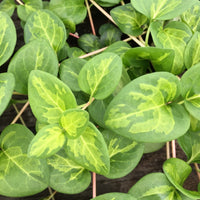 Vinca major 'Maculata' - 4"R - [EG]
