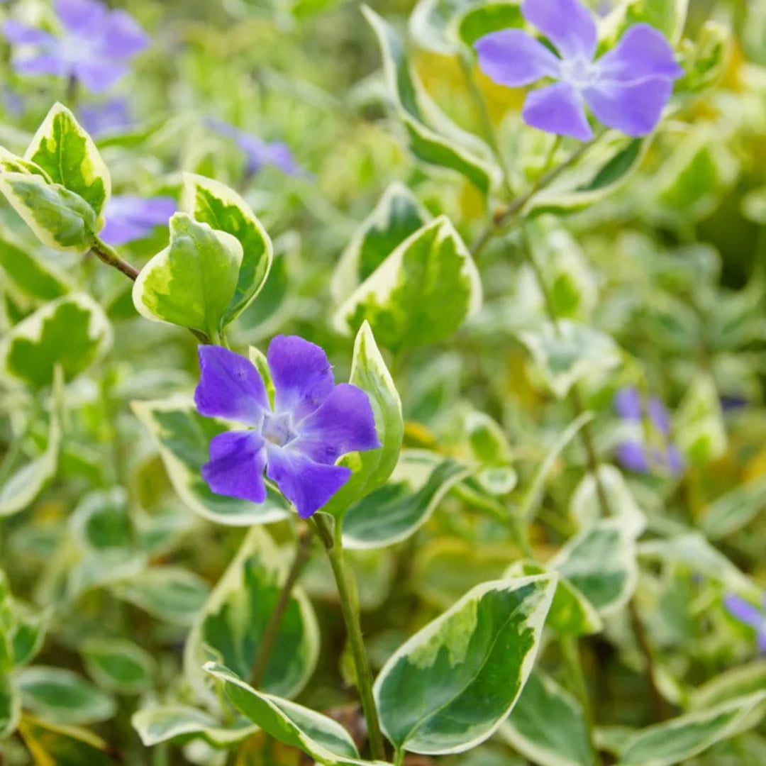 Vinca major Variegata foliage plant