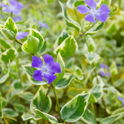 Vinca Major Big Leaf Periwinkle - [CG]