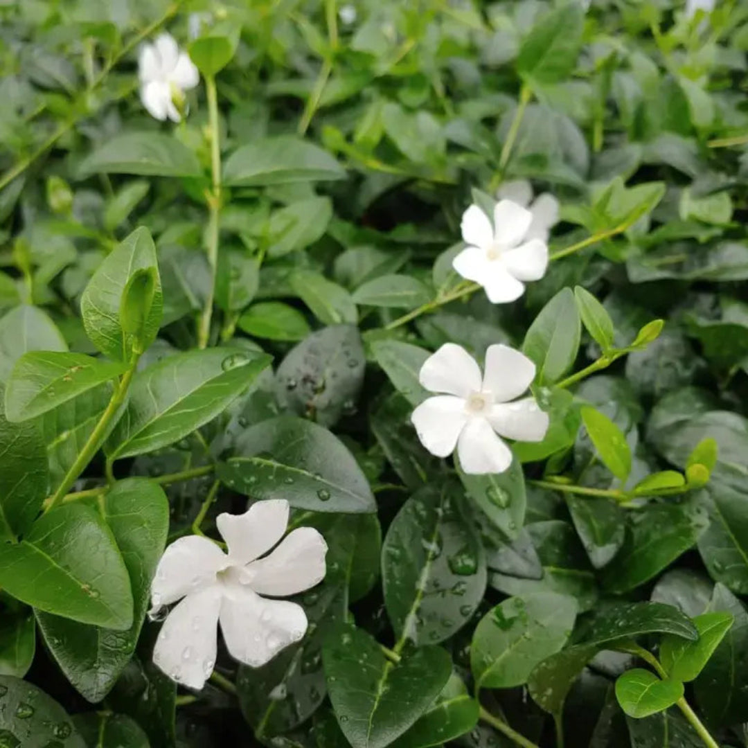 Vinca minor &