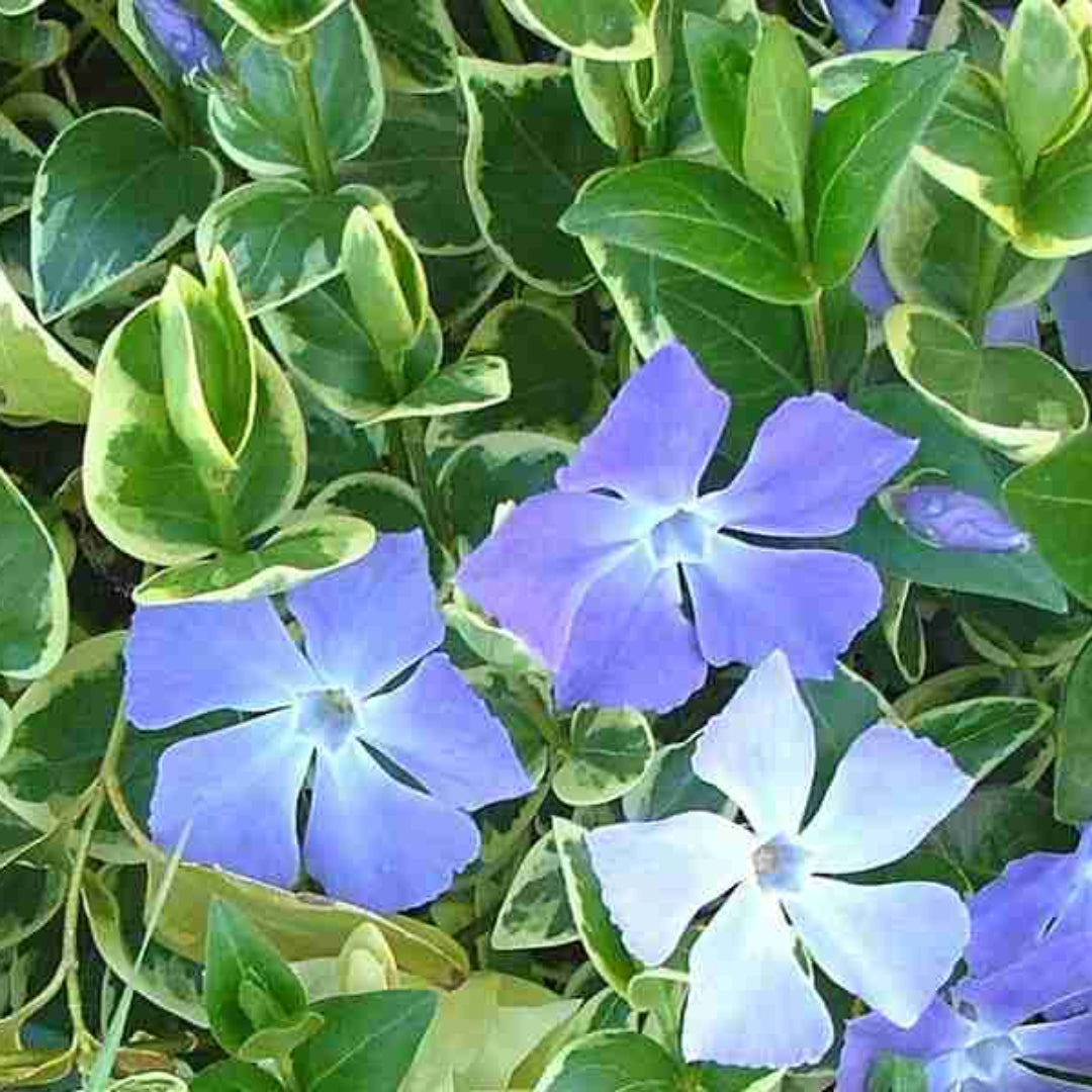 Vinca Major Big Leaf Periwinkle - [CG]
