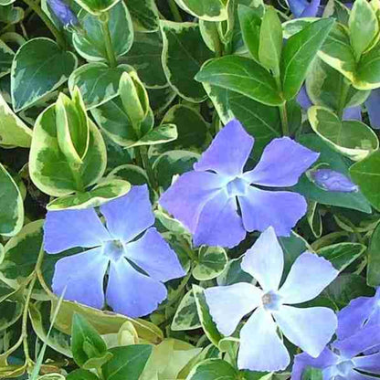 Vinca Major Big Leaf Periwinkle - [CG]