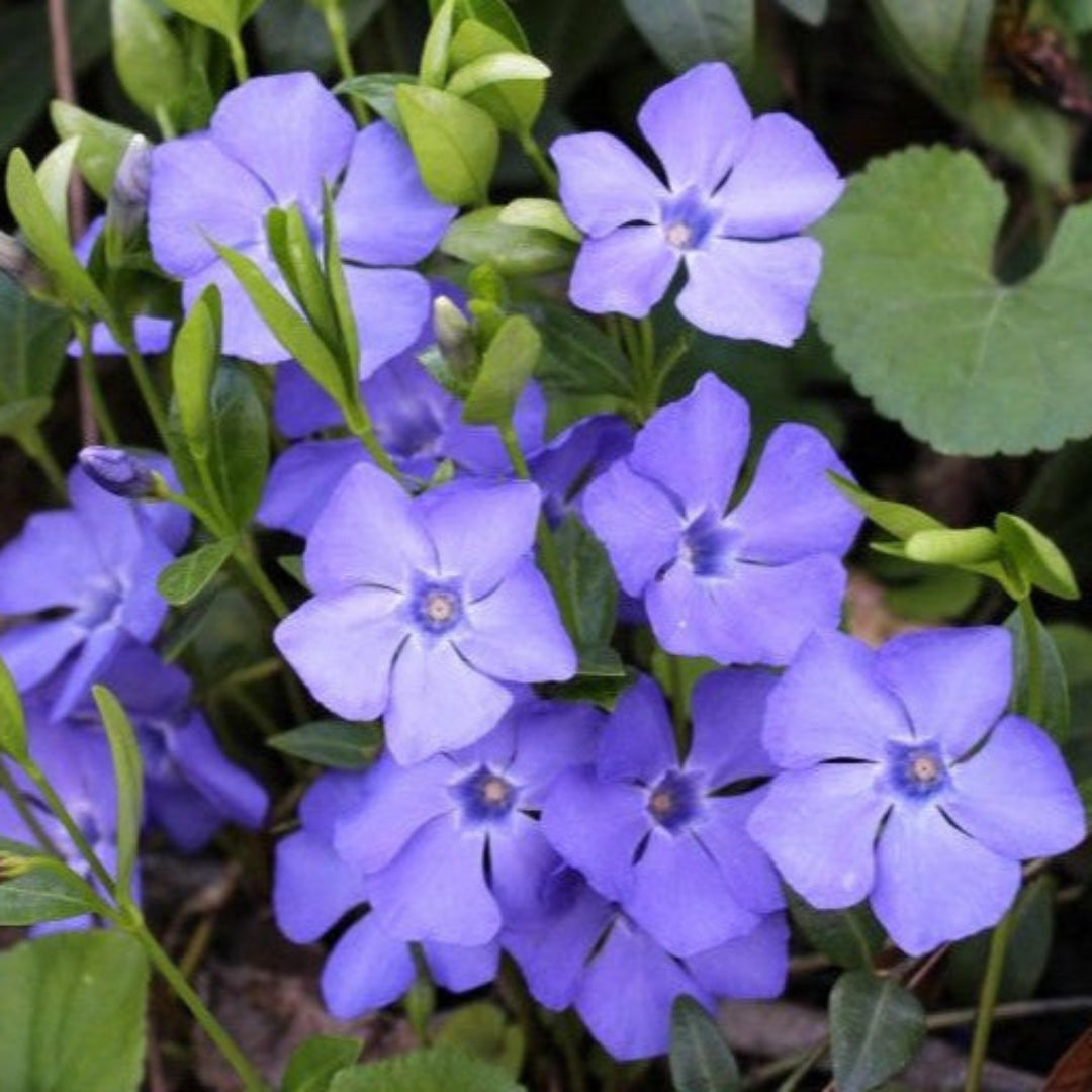 periwinkle house plant Vinca Periwinkle Ground Cover Plant for Shade Gardens