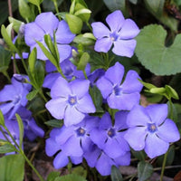 Evergreen Vinca Minor ground cover plant spreading across landscape area