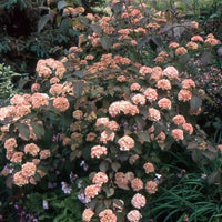 Kern's Pink Snowball Viburnum Shrub for Sale Beautiful Pink Snowball Shrubs