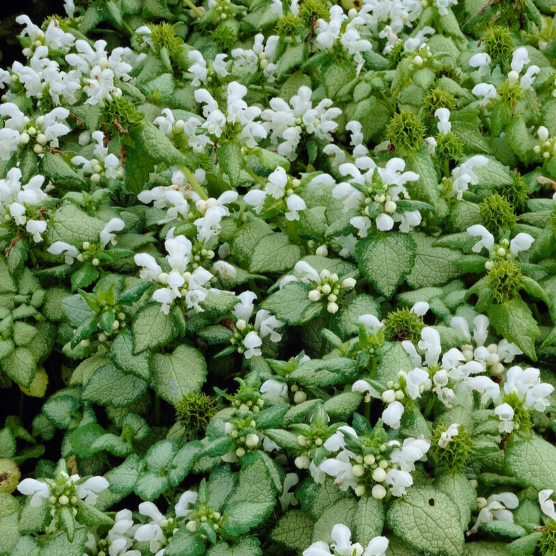 Lamium maculatum &