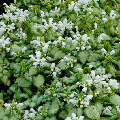 Lamium maculatum &