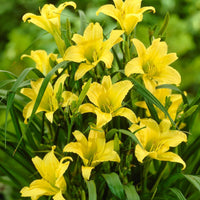 Hemerocallis 'Hyperion' Daylily Multipack