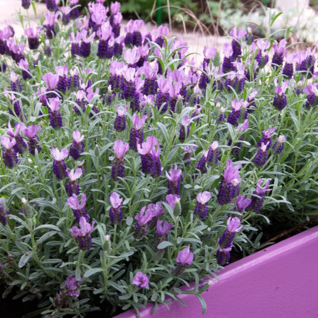 Lavandula stoechas &