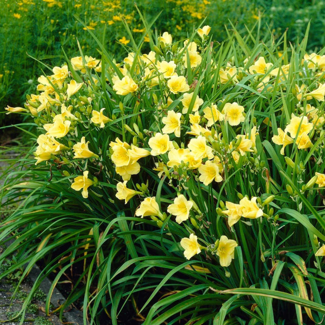 Canary Yellow Flowers Early In Season