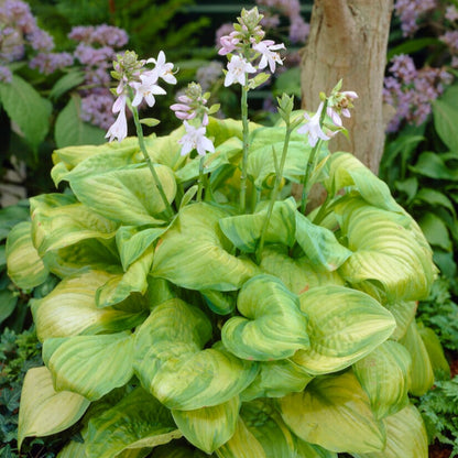 Hosta &