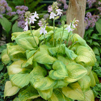Hosta 'Guacamole' Plantain Lily - [EG]