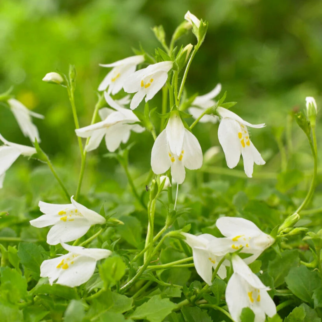 Mazus reptans &