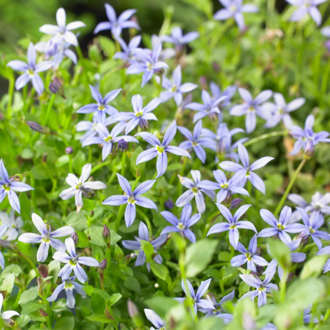 Pratia pedunculata &