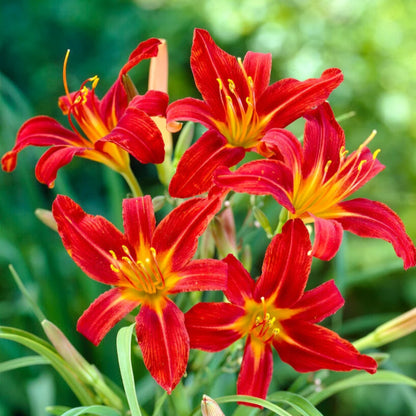 Sammy Russell Red Daylily Hemerocallis – Bright Red Flower