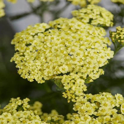 Achillea Millefolium Sunny Seduction Yarrow