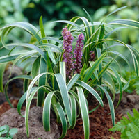 Liriope Muscari 'Gold Band' Gold Band Lily