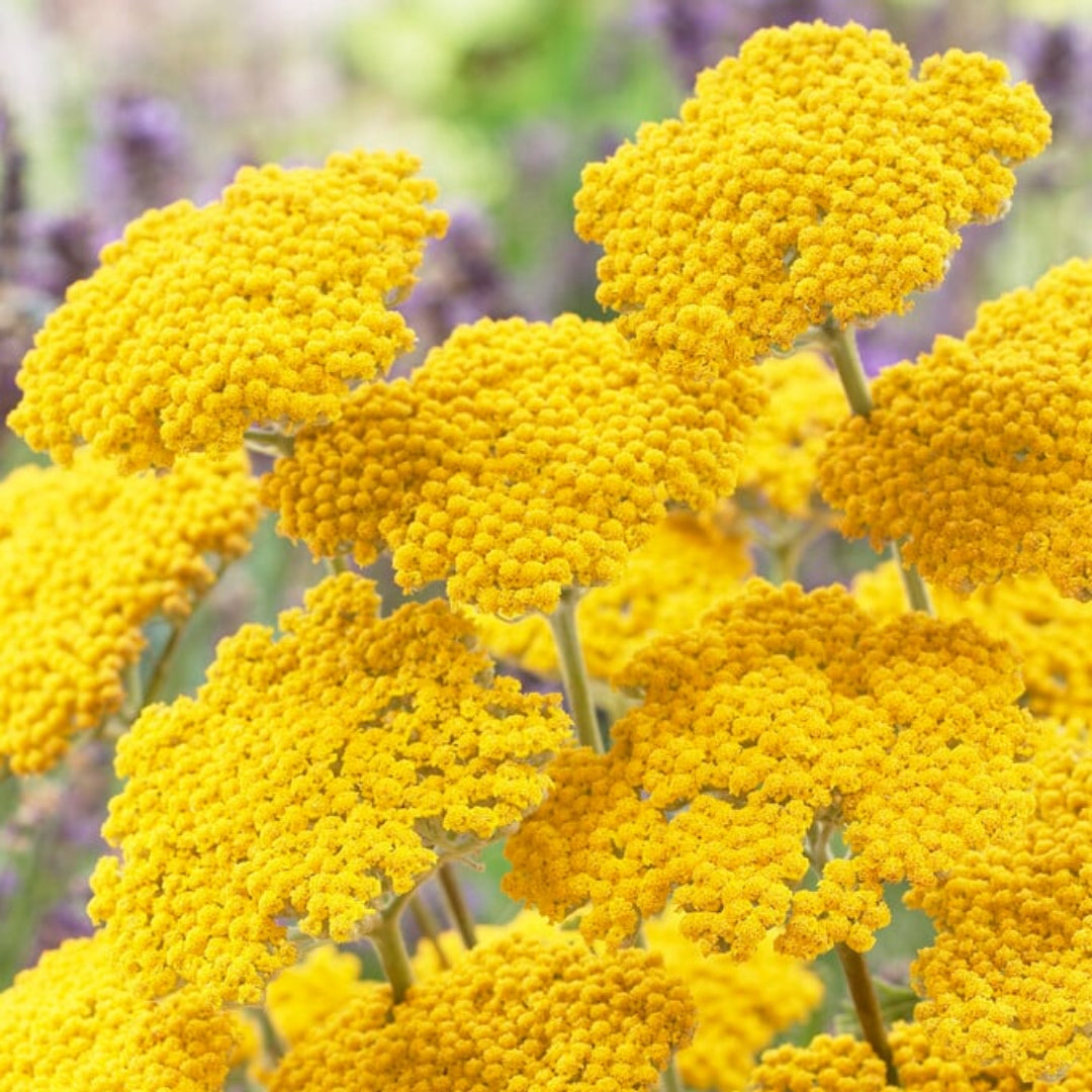 Hardy Achillea Coronation Gold Yarrow with golden blooms