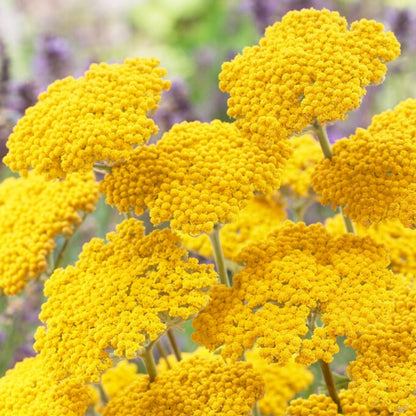 Hardy Achillea Coronation Gold Yarrow with golden blooms
