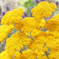 Hardy Achillea Coronation Gold Yarrow with golden blooms