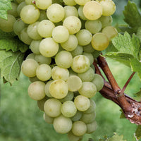 Seedless white grapes hanging on vine