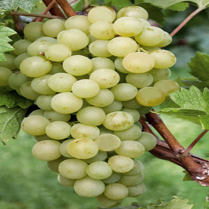 Interlaken Seedless Green Table Grape Vine