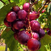 Creek Muscadine Grape Vine